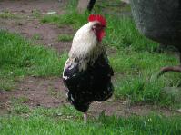 Klik op de foto voor groter formaat